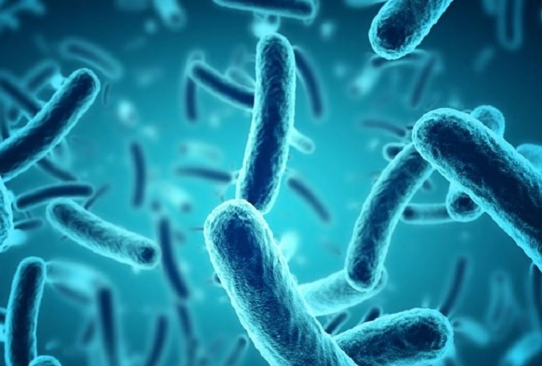 pour bacteries aussi heure importante