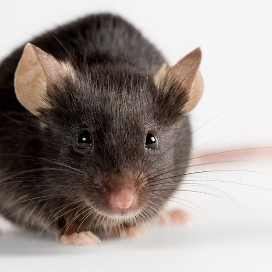 proteine ameliore capacites physiques souris