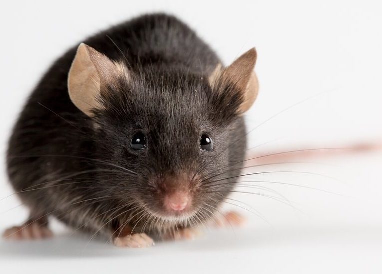proteine ameliore capacites physiques souris