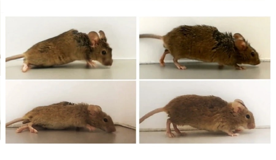 proteine synthetique permet souris paralysees marcher nouveau
