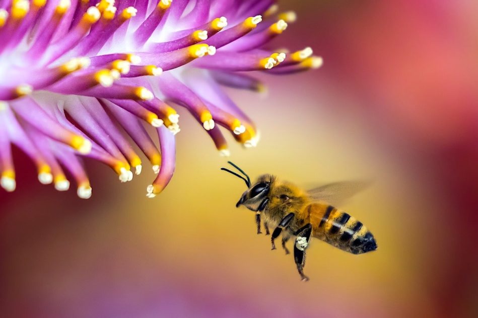 un quart especes abeilles connues disparu en 30 ans