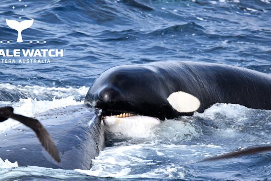 baleine a bosse survit attaque orques 4 heures
