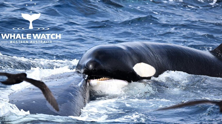 baleine a bosse survit attaque orques 4 heures
