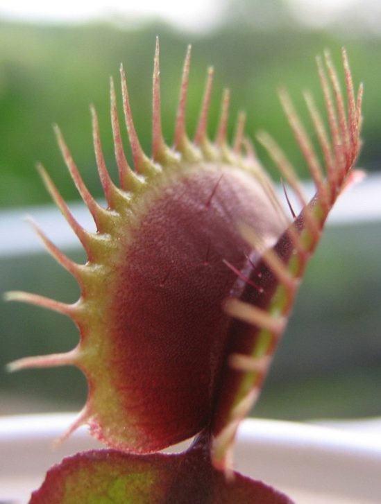 biomagnétisme plantes