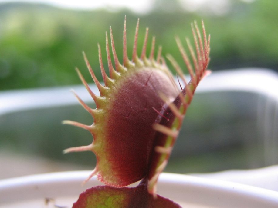 biomagnétisme plantes