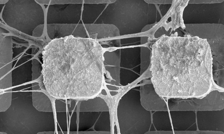 cellules cerveau puces électroniques IA