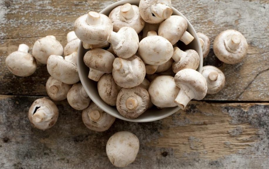 champignons constituent importante source nutriments essentiels