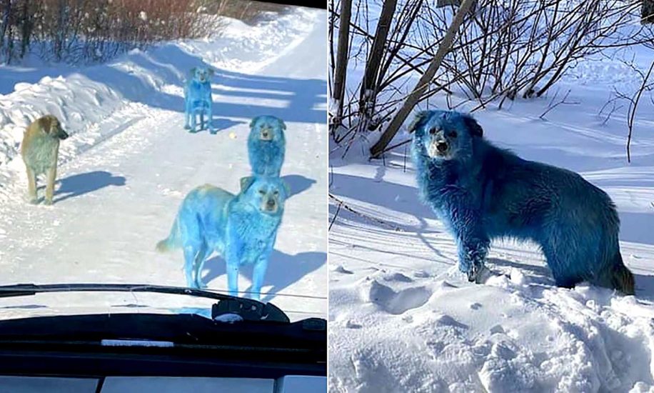 chiens pelage bleu decouverts pres usine chimique abandonnee