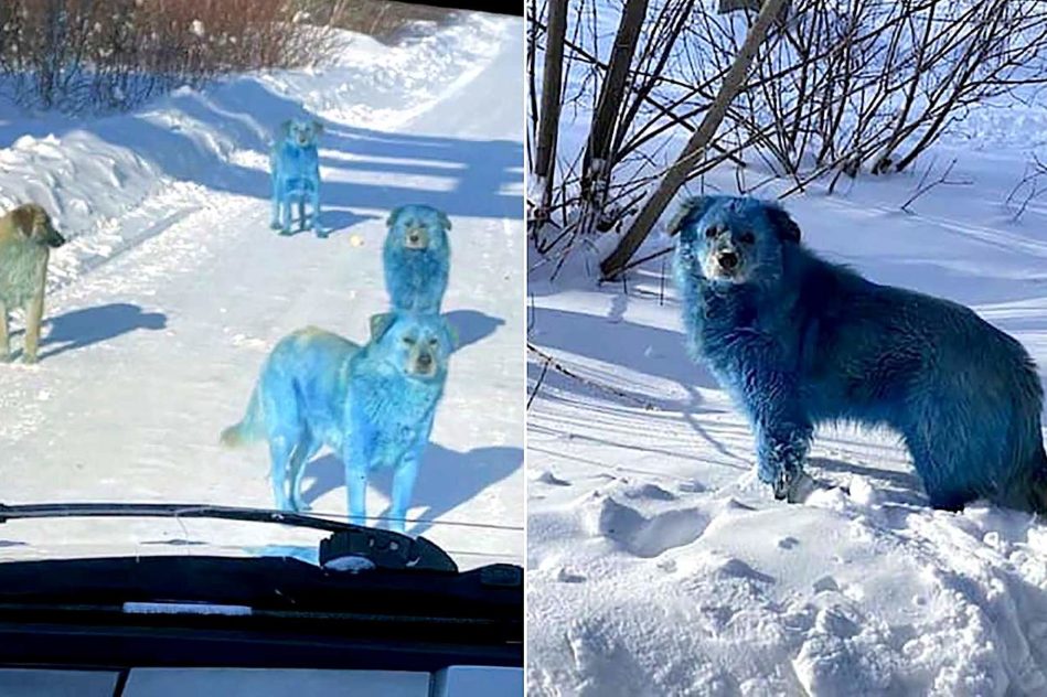 chiens pelage bleu decouverts pres usine chimique abandonnee
