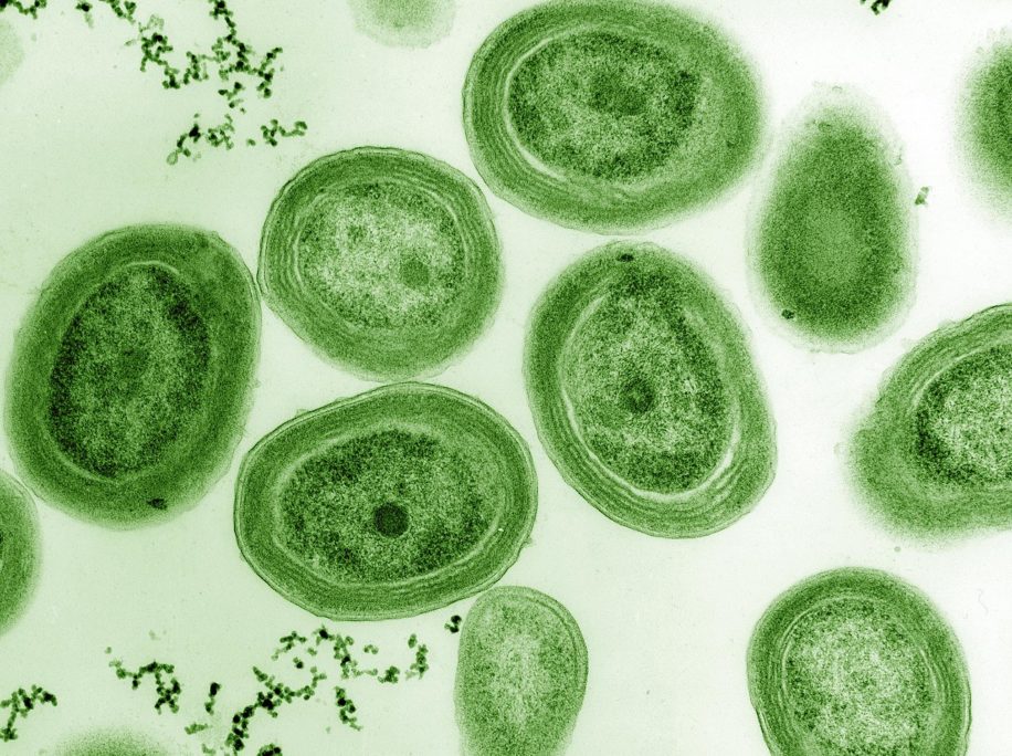 cycle hydrocarbures océans cyanobactéries