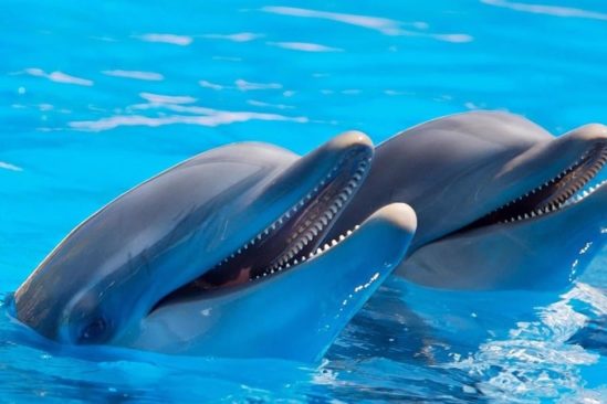 dauphins possedent traits personnalite similaires humains