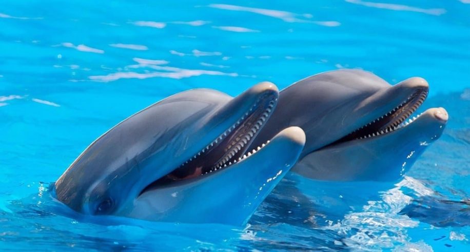 dauphins possedent traits personnalite similaires humains