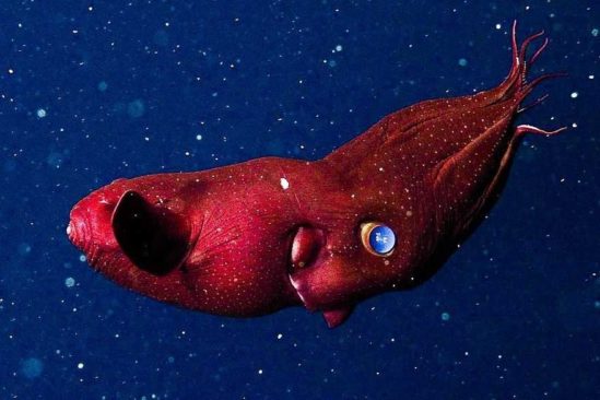 fossile redecouvert calmar vampire 30 millions annees