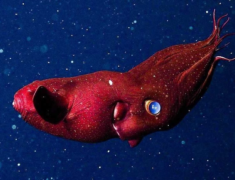 fossile redecouvert calmar vampire 30 millions annees