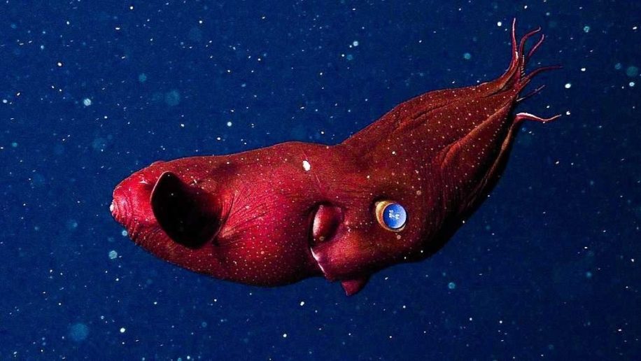 fossile redecouvert calmar vampire 30 millions annees