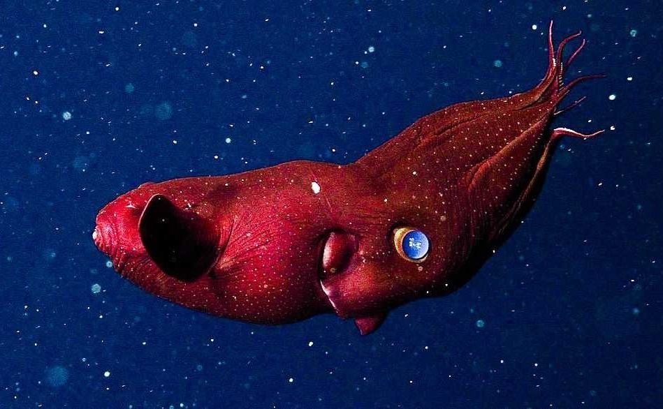 fossile redecouvert calmar vampire 30 millions annees