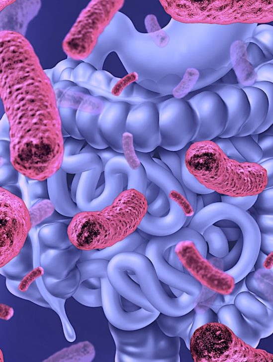 microbiote intestinal lie vieillissement bonne sante et a longevite