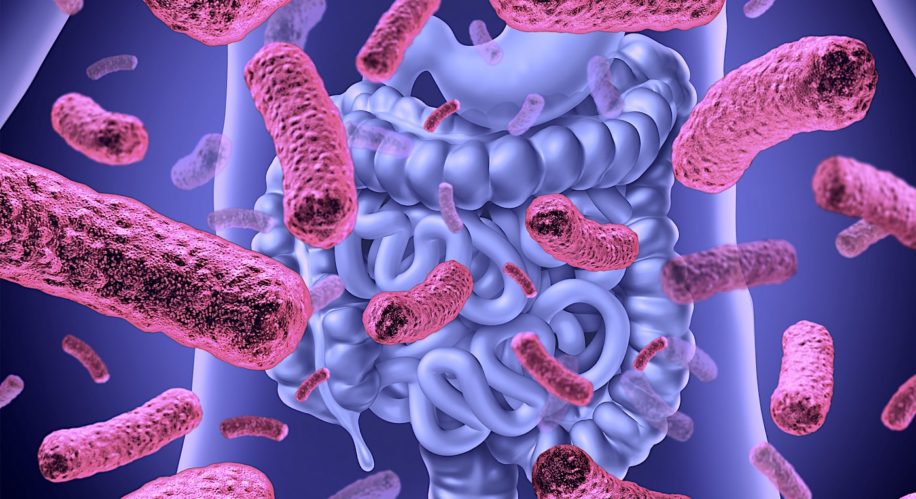 microbiote intestinal lie vieillissement bonne sante et a longevite