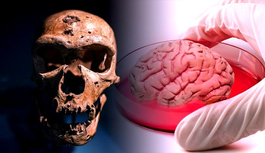 mini cerveaux neandertaliens crees laboratoire avec crispr