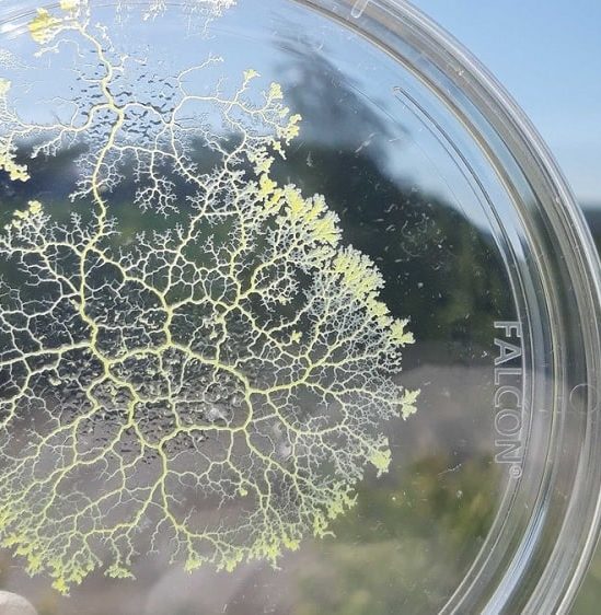 moisissure unicellulaire sans systeme nerveux capable stocker souvenirs couv