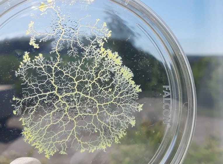 moisissure unicellulaire sans systeme nerveux capable stocker souvenirs couv