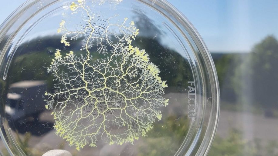 moisissure unicellulaire sans systeme nerveux capable stocker souvenirs couv