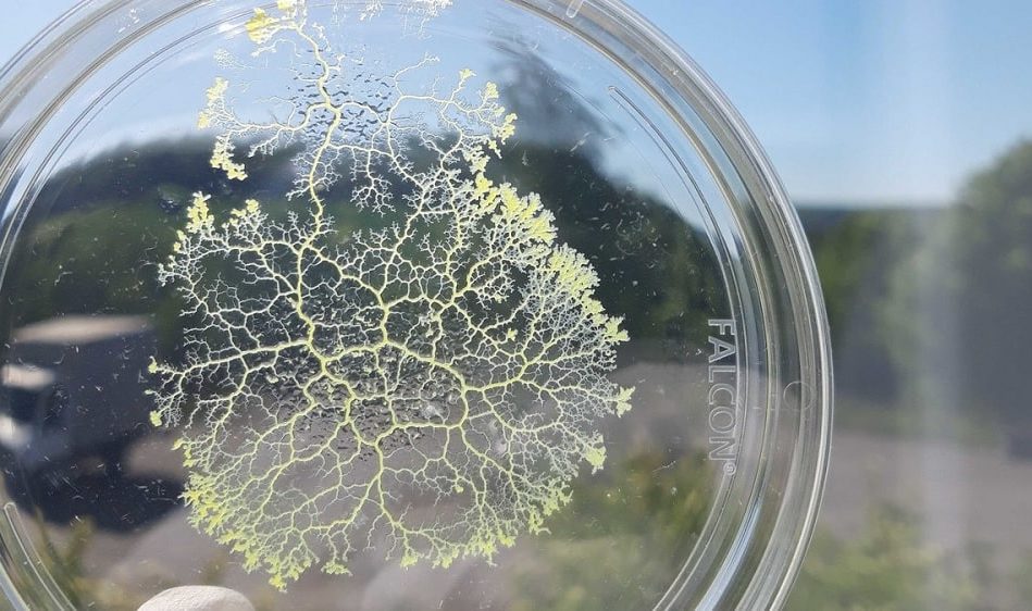 moisissure unicellulaire sans systeme nerveux capable stocker souvenirs couv