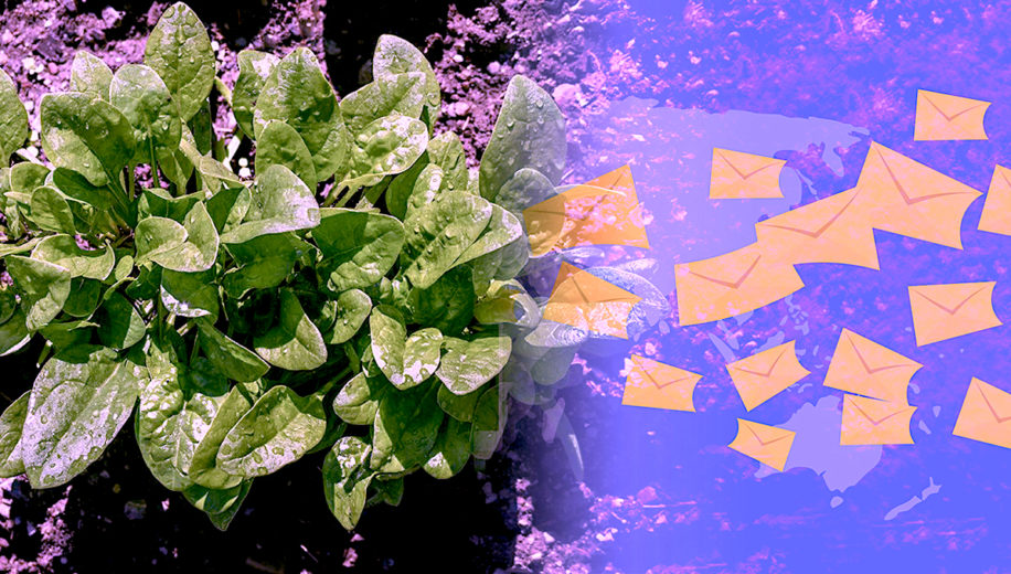 plants epinards envoient mails detection explosifs