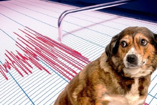 animaux peuvent ils predire seismes