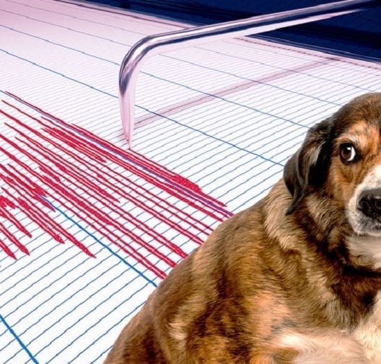 animaux peuvent ils predire seismes