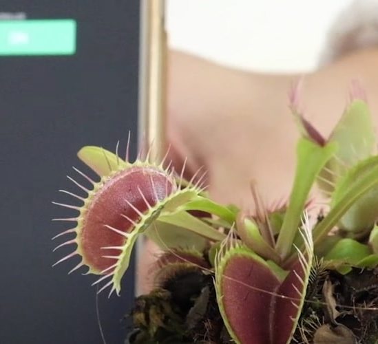 biologistes developpent dispositif communication vegetale