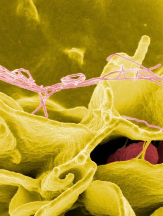 catalogue virus phages intestins