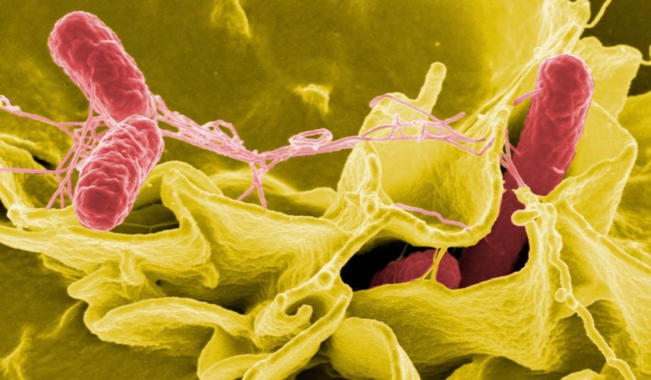 catalogue virus phages intestins