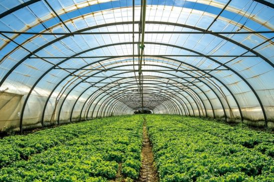 cellules solaires alimenter serres sans freiner croissance plantes
