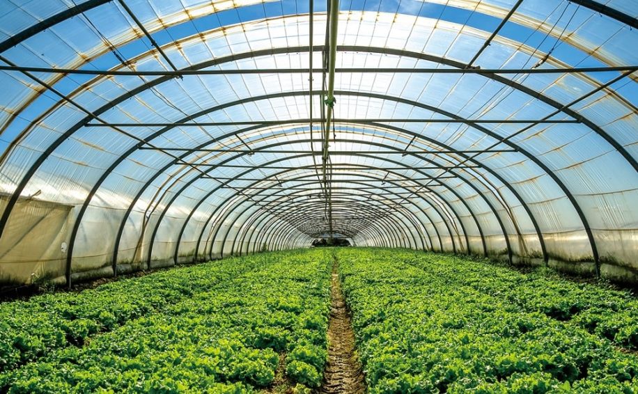 cellules solaires alimenter serres sans freiner croissance plantes