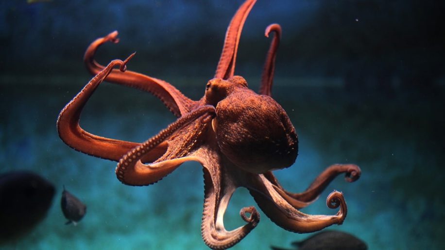 cephalopodes pourraient etre apparus 30 millions annees plus tot