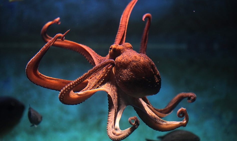 cephalopodes pourraient etre apparus 30 millions annees plus tot