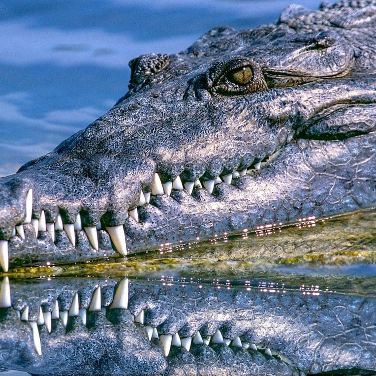 chercheurs decouvrent-mysterieuse loi universelle nature qui code forme dents griffes cornes