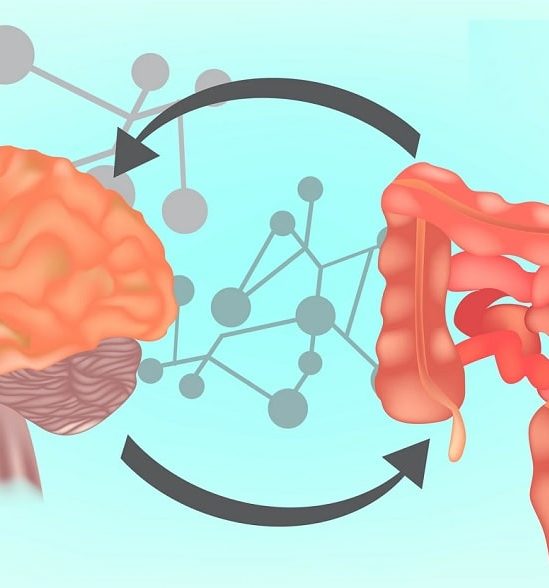 microbiote intestinal serait implique traits sagesse solitude