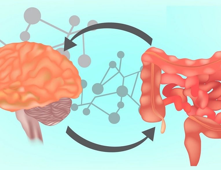 microbiote intestinal serait implique traits sagesse solitude