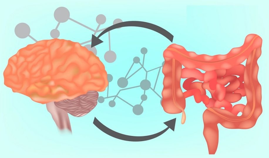 microbiote intestinal serait implique traits sagesse solitude