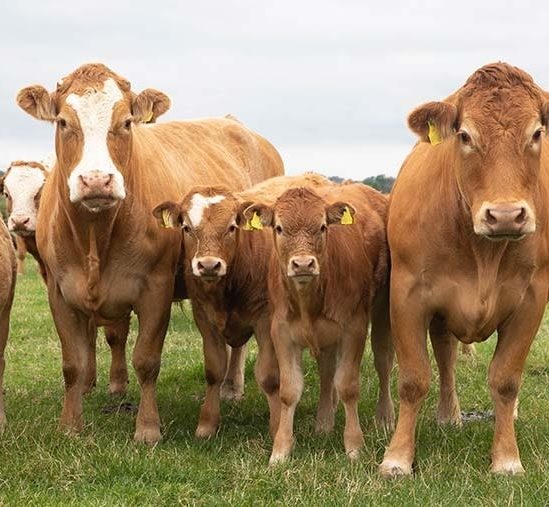 nourrir bovins elevage avec algues reduit emissions methane 82 pourcent