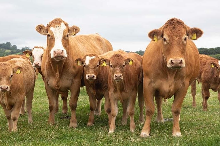 nourrir bovins elevage avec algues reduit emissions methane 82 pourcent
