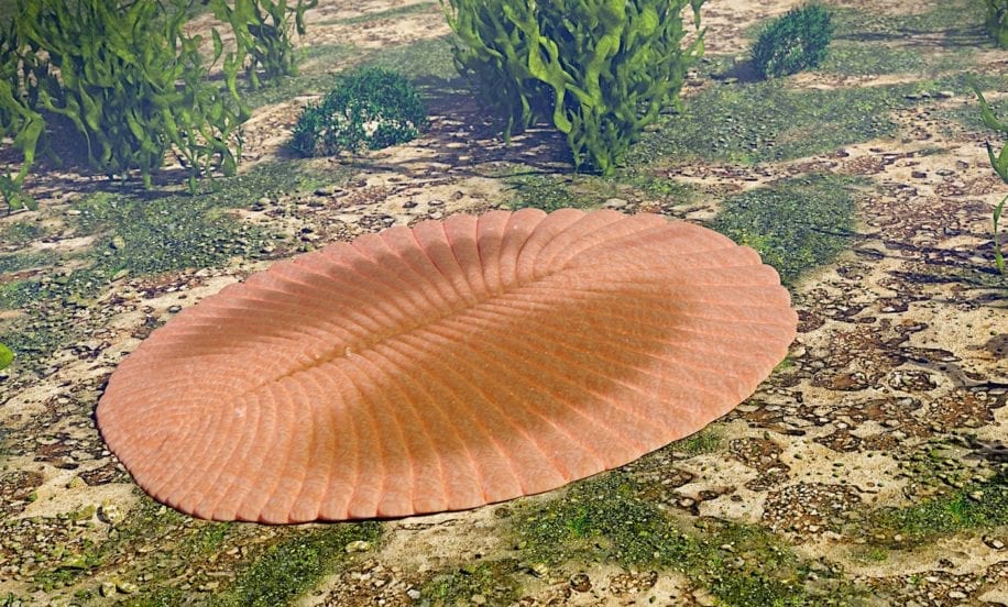 nouvelle etude revele similarite humain avec premieres formes vie terrestres