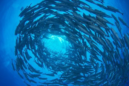 physiciens decouvrent vortexons nouvelle forme matiere active