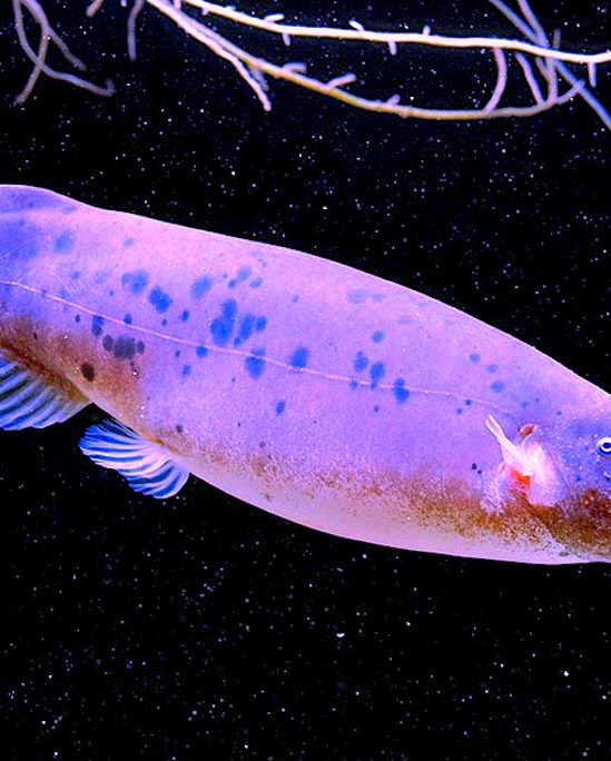 poisson-chat electrique peut pas etre electrocute