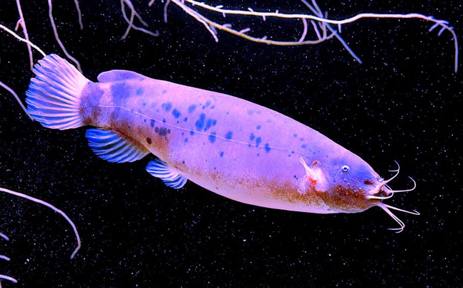 poisson-chat electrique peut pas etre electrocute