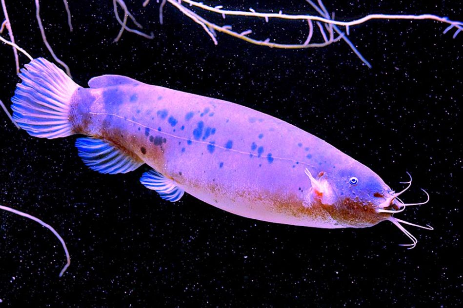 poisson-chat electrique peut pas etre electrocute