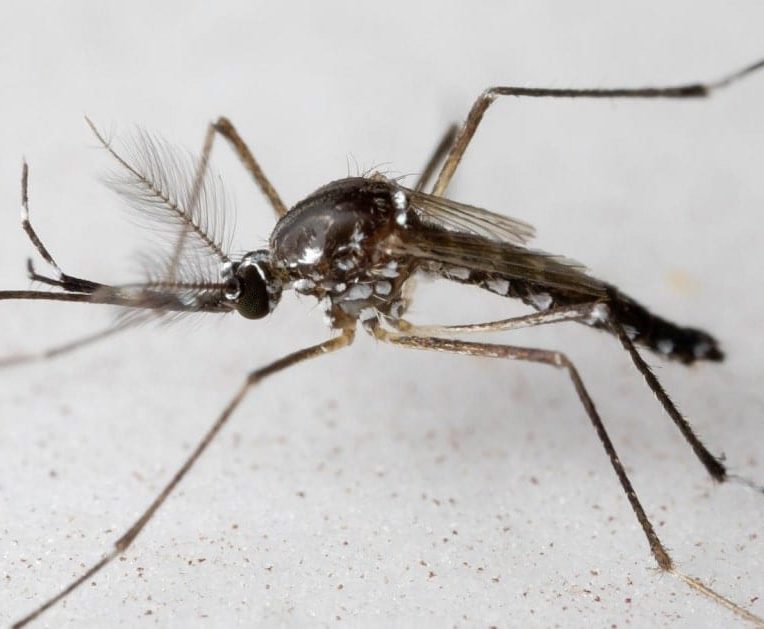 pourquoi moustiques males laissent humains tranquilles