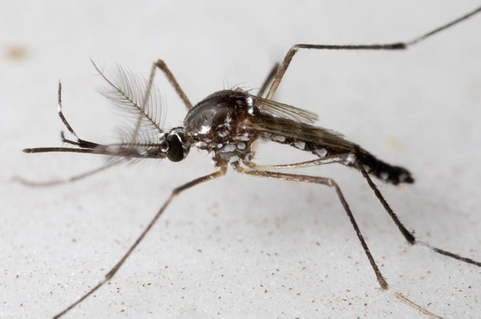 pourquoi moustiques males laissent humains tranquilles